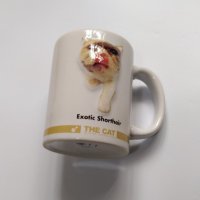 異國短毛貓